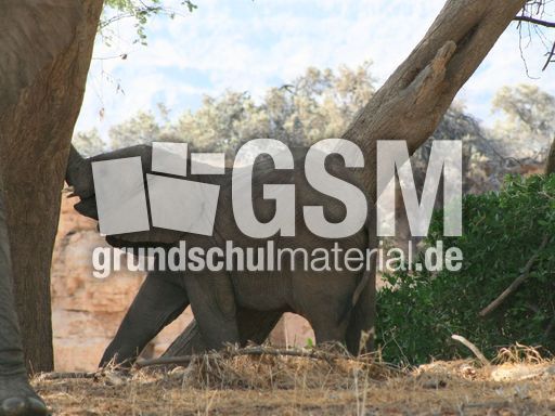 Afrikanischer_Elefant_31.JPG